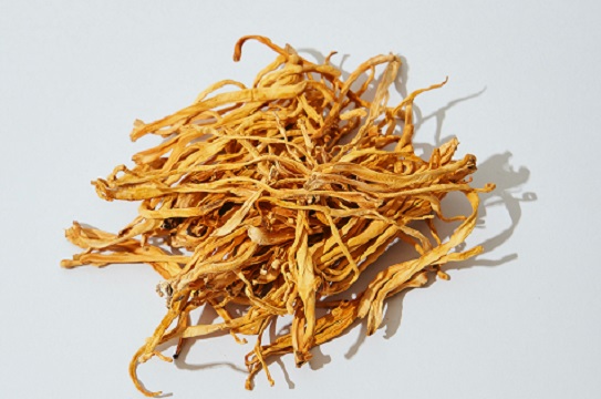 jamur-cordyceps-adalah